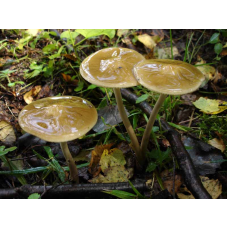 Мицелий Денежки корневой / Коллибия хвостатая (Collybia radicata)
